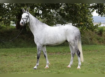 Tysk ridhäst, Valack, 8 år, 171 cm, Grå