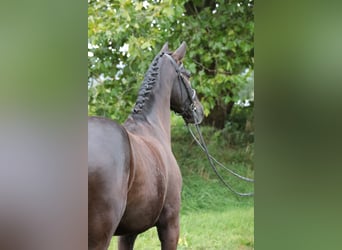 Tysk ridhäst, Valack, 9 år, 169 cm, Mörkbrun