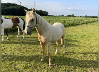 Tysk ridponny Blandning, Hingst, 1 år, 148 cm, Palomino