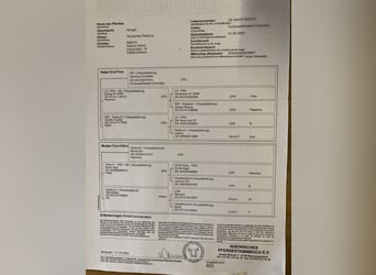 Tysk ridponny, Hingst, 1 år, 152 cm, Cremello