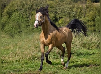 Tysk ridponny, Hingst, 2 år, 130 cm, Black