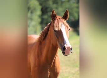 Tysk ridponny, Hingst, 2 år, 142 cm, fux