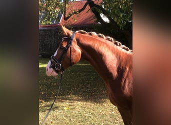 Tysk ridponny, Hingst, 2 år, 144 cm, fux