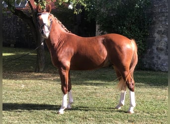 Tysk ridponny, Hingst, 2 år, 144 cm, fux