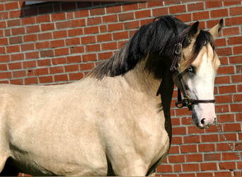 Tysk ridponny, Hingst, 2 år, 145 cm, Gulbrun