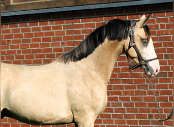 Tysk ridponny, Hingst, 2 år, 145 cm, Gulbrun