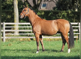 Tysk ridponny, Hingst, 2 år, 146 cm, Black