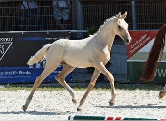 Tysk ridponny, Hingst, 2 år, 146 cm, Palomino