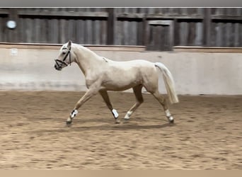 Tysk ridponny, Hingst, 2 år, 146 cm, Palomino
