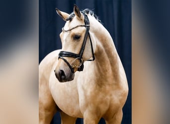 Deutsches Reitpony, Hengst, 2 Jahre, Falbe