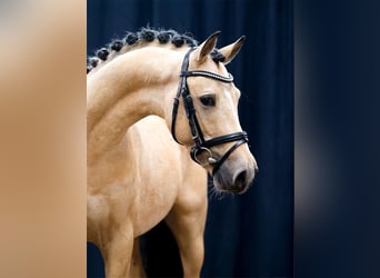 Deutsches Reitpony, Hengst, 2 Jahre, Falbe