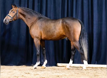 Tysk ridponny, Hingst, 2 år, Brun