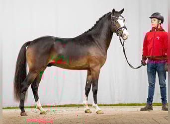 Tysk ridponny, Hingst, 2 år, Mörkbrun
