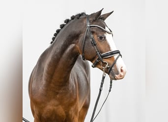 Tysk ridponny, Hingst, 2 år, Mörkbrun