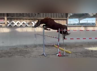 Tysk ridponny, Hingst, 3 år, 140 cm, fux