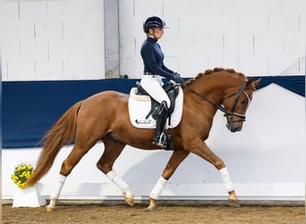 Tysk ridponny, Hingst, 3 år, 148 cm, fux