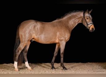 Tysk ridponny, Hingst, 3 år, 148 cm, Gulbrun