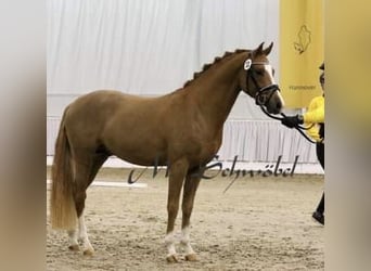 Tysk ridponny, Hingst, 3 år, fux