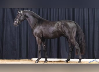 Tysk ridponny, Hingst, 4 år, 145 cm, Svart