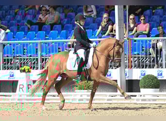 Tysk ridponny, Hingst, 4 år, 149 cm, Black