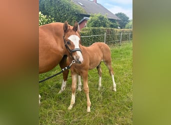 Tysk ridponny, Hingst, Föl (06/2024), 147 cm, fux