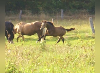 Tysk ridponny, Hingst, Föl (02/2024), 148 cm, Black