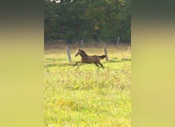 Tysk ridponny, Hingst, Föl (02/2024), 148 cm, Black