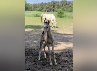 Tysk ridponny, Hingst, Föl (05/2023), 148 cm, Gulbrun