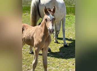 Tysk ridponny, Hingst, Föl (05/2023), 148 cm, Gulbrun
