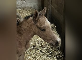 Tysk ridponny, Hingst, Föl (05/2023), 148 cm, Gulbrun