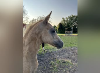 Tysk ridponny, Hingst, Föl (05/2024), 148 cm, Palomino