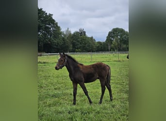 Tysk ridponny, Hingst, Föl (04/2024), 148 cm, Rökfärgad svart