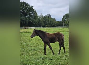 Tysk ridponny, Hingst, Föl (04/2024), 148 cm, Rökfärgad svart