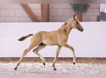 Tysk ridponny, Hingst, Föl (05/2024), Champagne