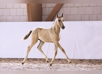 Tysk ridponny, Hingst, Föl (05/2024), Champagne