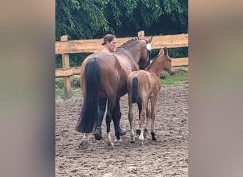 Deutsches Reitpony, Hengst, Fohlen (06/2024)