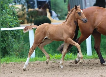 Tysk ridponny, Hingst, Föl (05/2024), fux