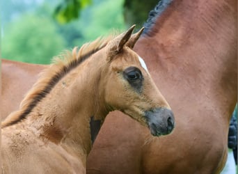 Tysk ridponny, Hingst, Föl (05/2024), fux