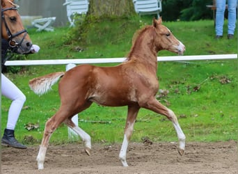 Tysk ridponny, Hingst, Föl (05/2024), fux