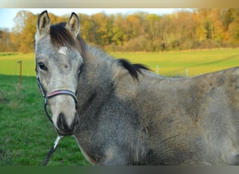 Tysk ridponny, Hingst, Föl (04/2024), Gulbrun