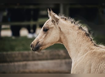 Tysk ridponny, Hingst, Föl (04/2024), Gulbrun