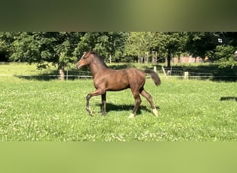 Tysk ridponny, Hingst, Föl (03/2024), Mörkbrun