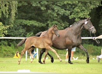 Tysk ridponny, Hingst, Föl (05/2023), Rökfärgad svart