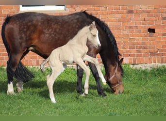 Tysk ridponny, Hingst, 15 år, 148 cm, Isabellblack