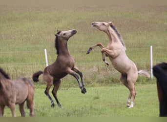 Tysk ridponny, Hingst, 15 år, 148 cm, Isabellblack