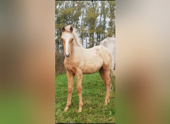 Tysk ridponny, Hingst, 15 år, 148 cm, Isabellblack
