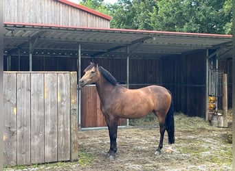 Tysk ridponny, Sto, 10 år, 148 cm, Brun