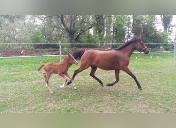 Tysk ridponny, Sto, 12 år, 143 cm, Brun