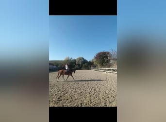 Tysk ridponny, Sto, 12 år, 143 cm, fux