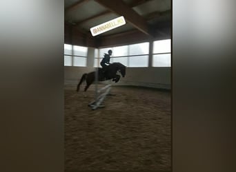 Tysk ridponny, Sto, 12 år, 143 cm, fux